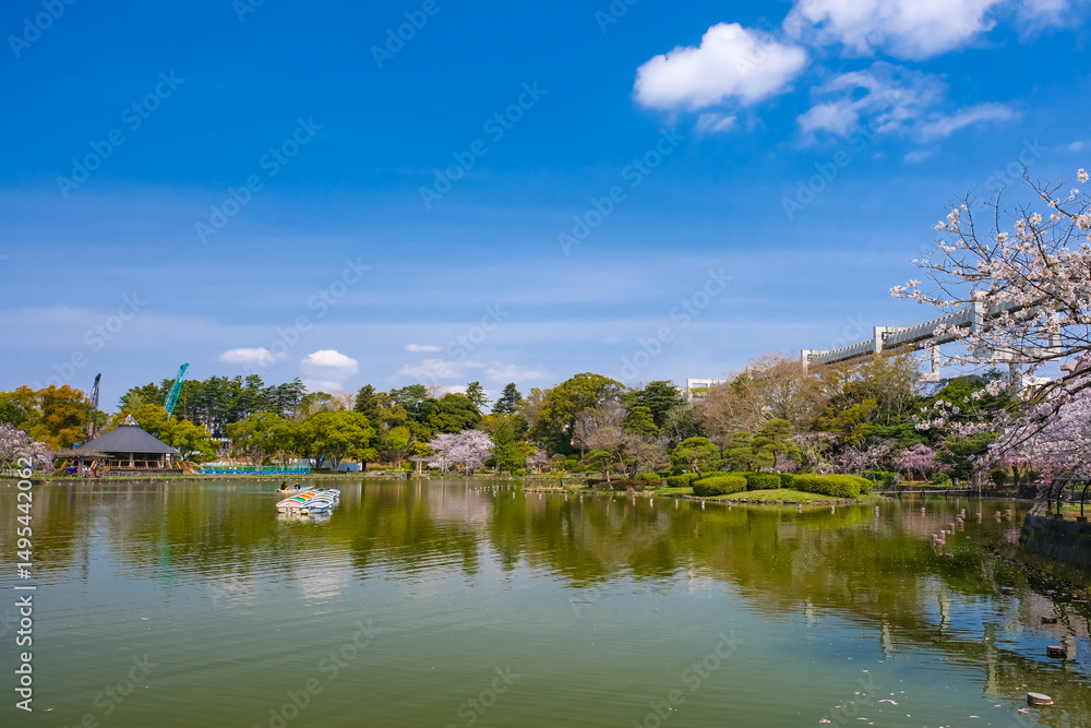Fototapeta premium 千葉市 春の千葉公園