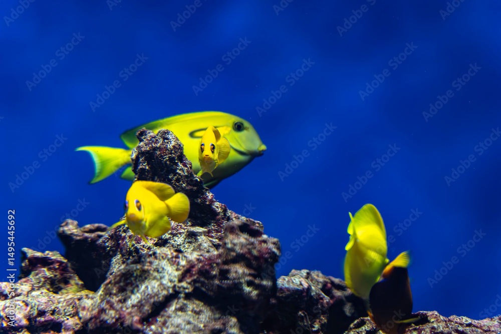 Obraz premium 黄色い熱帯魚