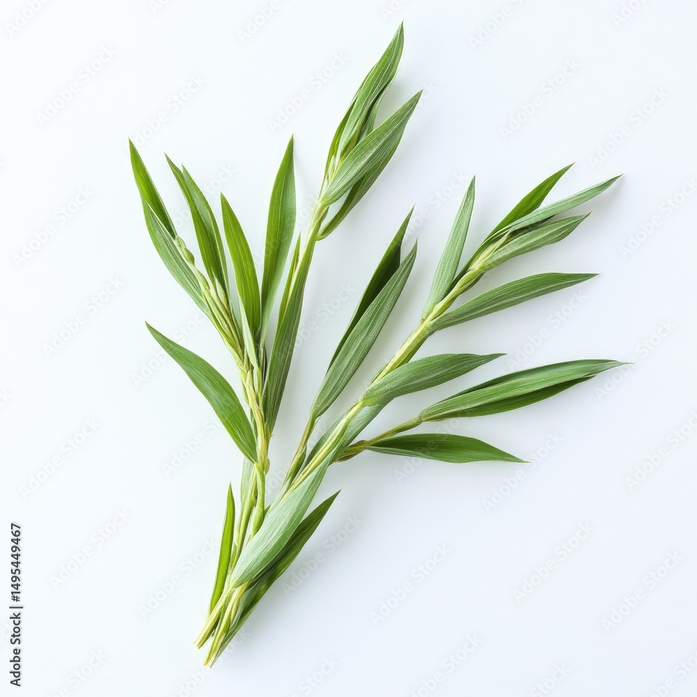 Fototapeta premium Fresh, vibrant herb sprigs