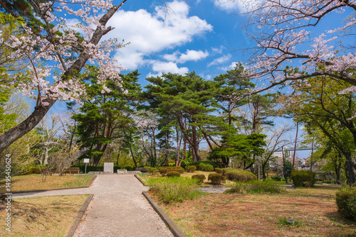 千葉市 春の千葉公園、荒木山