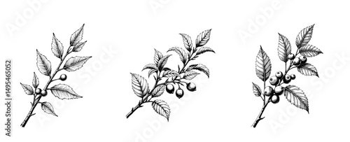 Black ink sketch of sea buckthorn branch with leaves and berries  