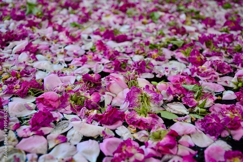 Rosewater season, Kashan, Iran, Qamsar, golabgiri