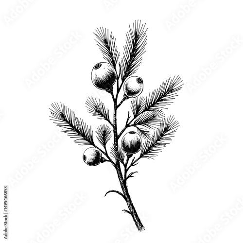Black ink sketch of juniper berries on a branch with needles  