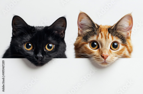 Two adorable cats peeking over white surface, one black and one orange, with curious expressions