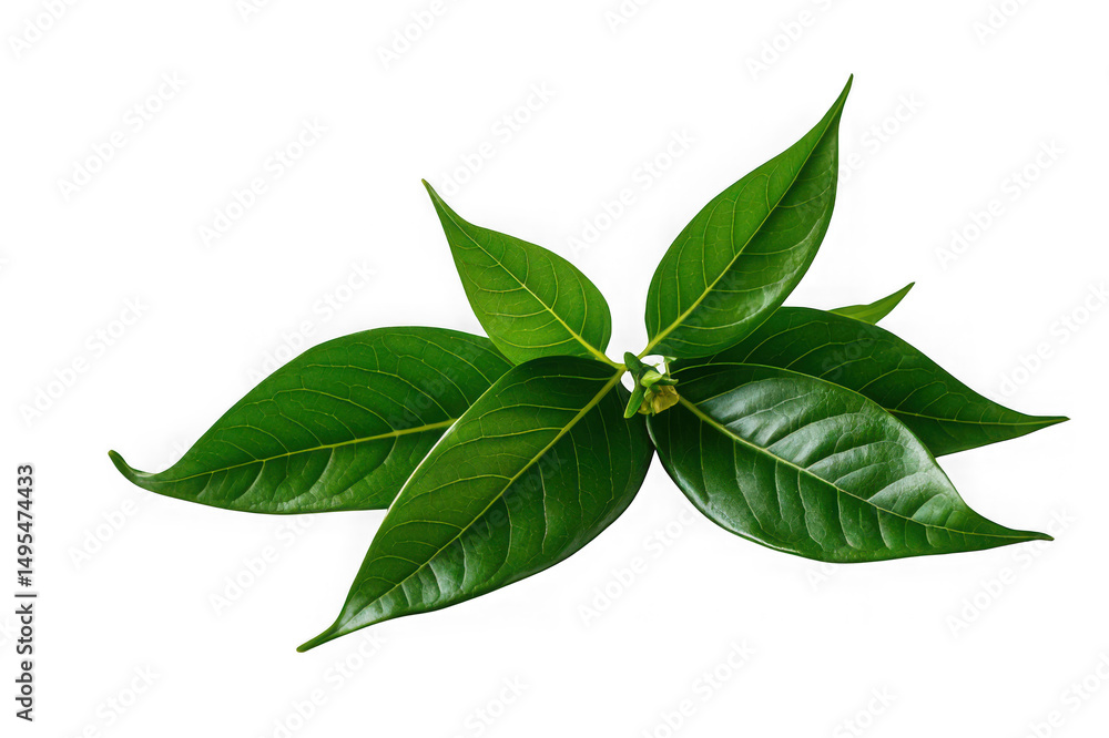 Fototapeta premium Curry Leaves Vegetable Isolated on White Background