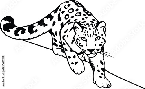 Snow Leopard Line Art: Majestic snow leopard illustration, elegant, powerful, and poised, ready to pounce. The detailed line art captures the feline's unique spotted coat and intense gaze.
