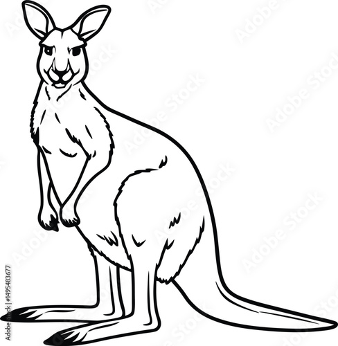 Kangaroo Line Art: A detailed black and white line drawing of a kangaroo showcases its distinctive features, capturing the essence of this iconic marsupial.