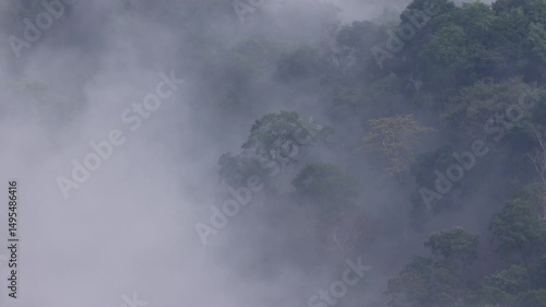 After the rain falls on the mountain in the morning, there will be white fog rising from the forest to the sky.