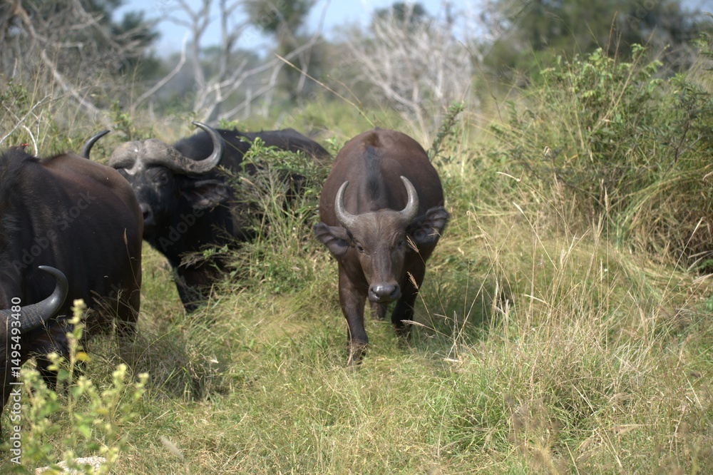 Fototapeta premium buffalo in Savanna , Animal of Africa