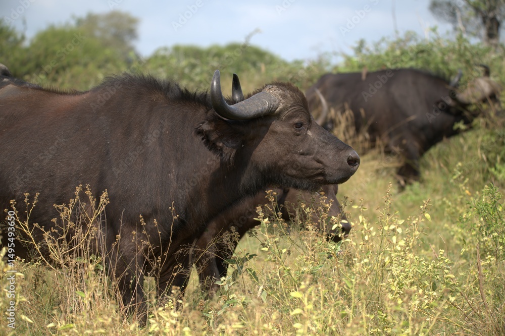 buffalo in Savanna , Animal of Africa buffalo in Savanna , Animal of Africa