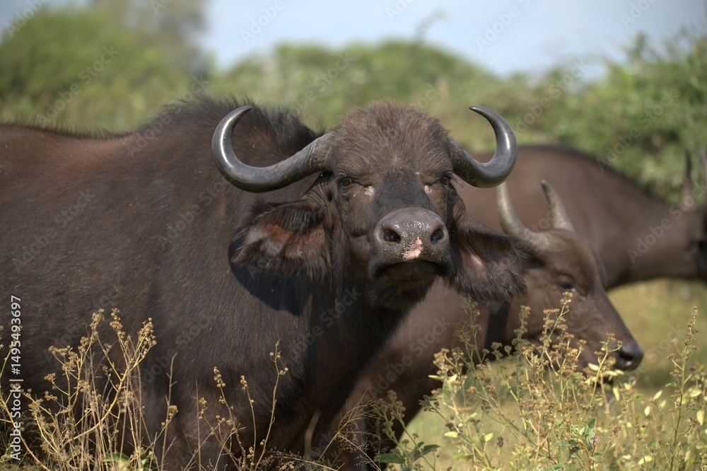 buffalo in Savanna , Animal of Africa buffalo in Savanna , Animal of Africa