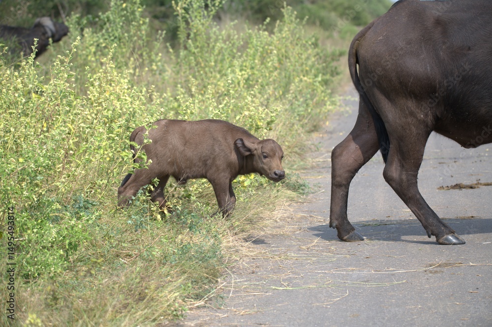 buffalo in Savanna , Animal of Africa buffalo in Savanna , Animal of Africa
