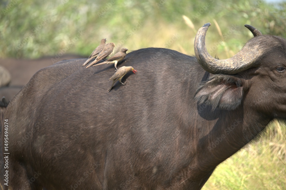 Obraz premium buffalo in the road, Savanna , Animal of Africa