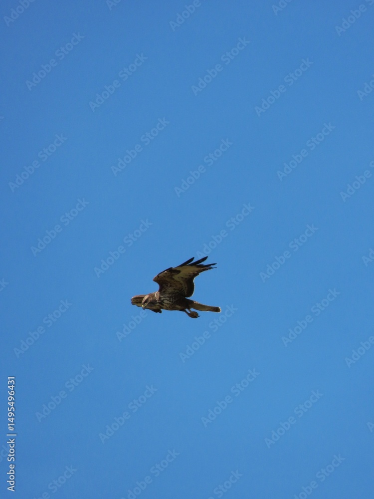 Fototapeta premium This image captures a buzzard in flight, its powerful wings propelling it through the air.