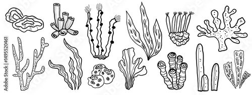 Coral reef sketch with different marine organisms. Hand drawn illustration of corals and algae underwater sea and ocean plants. Graphic in line art style. Design element for card, print, poster, logo