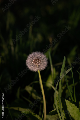dandelion in the grass. Close-up of dandelion flower on field