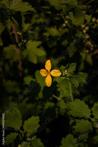 yellow flower in the garden. celandine blossom close-up. close-up of celandine blossom