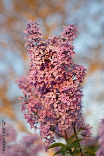 lilac flowers on the tree. close-up of lilac against the sky. close-up of lilac blossom