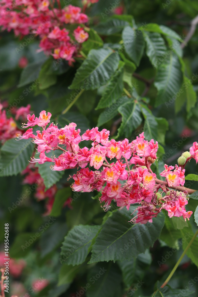 Red chestnut flowers with selective focus. Close-up of chestnut blossom. Beautiful chestnut tree in bloom. Chestnut flowers among green leaves, spring. Nature background Red chestnut flowers with selective focus. Close-up of chestnut blossom. Beautiful chestnut tree in bloom. Chestnut flowers among green leaves, spring. Nature background