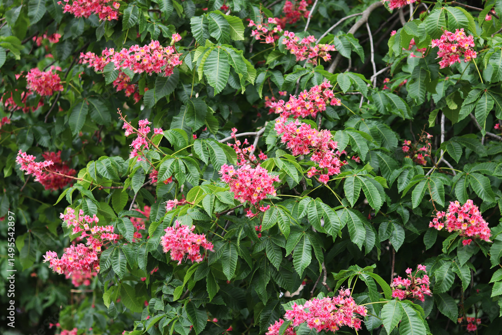 Naklejka premium Red chestnut flowers with selective focus. Close-up of chestnut blossom. Beautiful chestnut tree in bloom. Chestnut flowers among green leaves, spring. Nature background