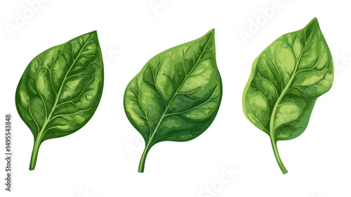 Detailed Illustration of Three Vibrant Green Leaves with Rich Textures and Natural Characteristics