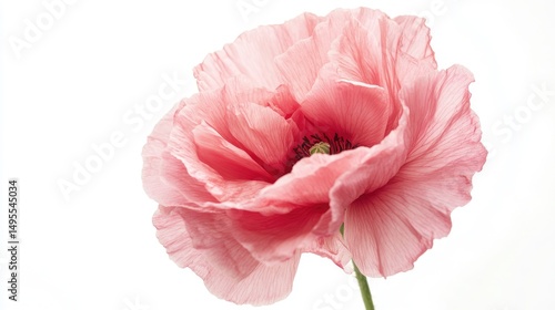 Isolated Rose Poppy Flower on White Background