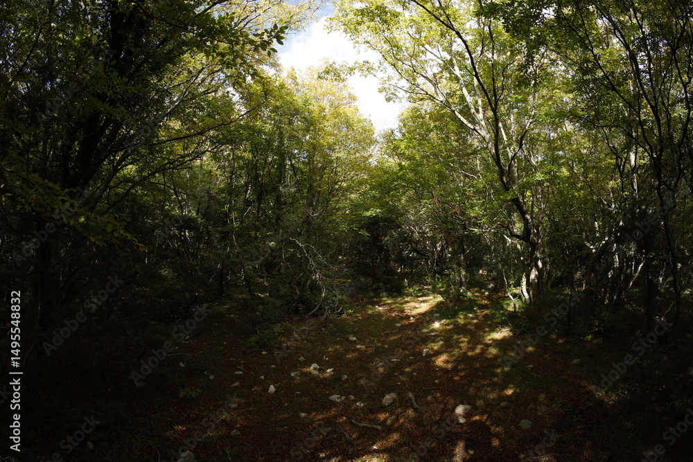 Obraz premium Foliage forest in montenegro early autumn