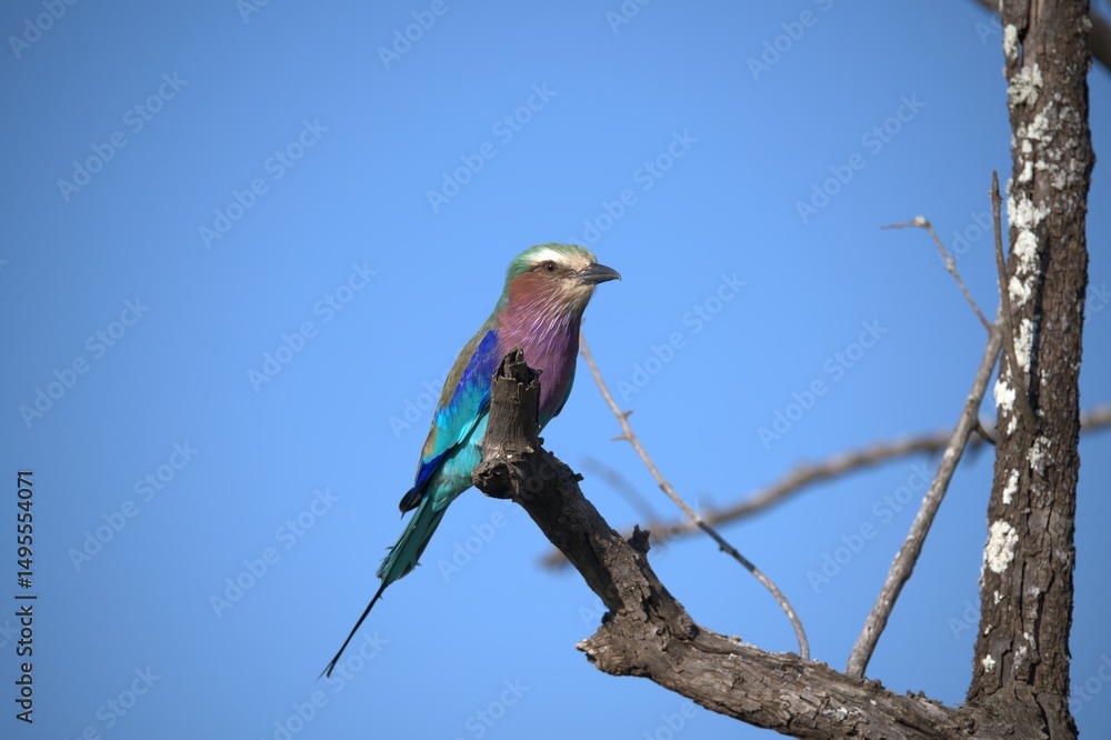 Fototapeta premium Coracias caudatus Lilac breasted roller in savanna - Bird of africa