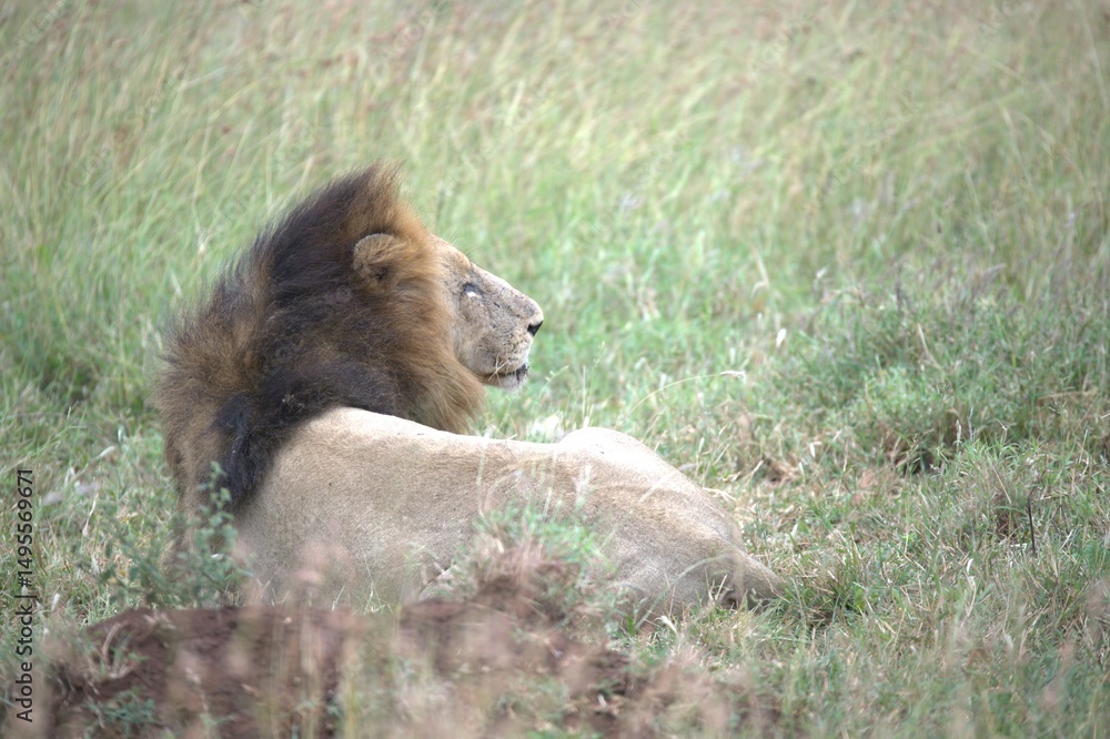 Fototapeta premium lion in the grass, Animal of Africa
