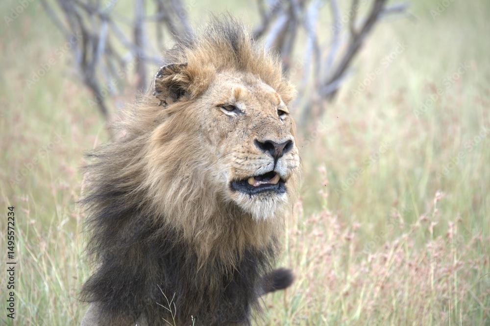 Fototapeta premium lion in the grass, Animal of Africa