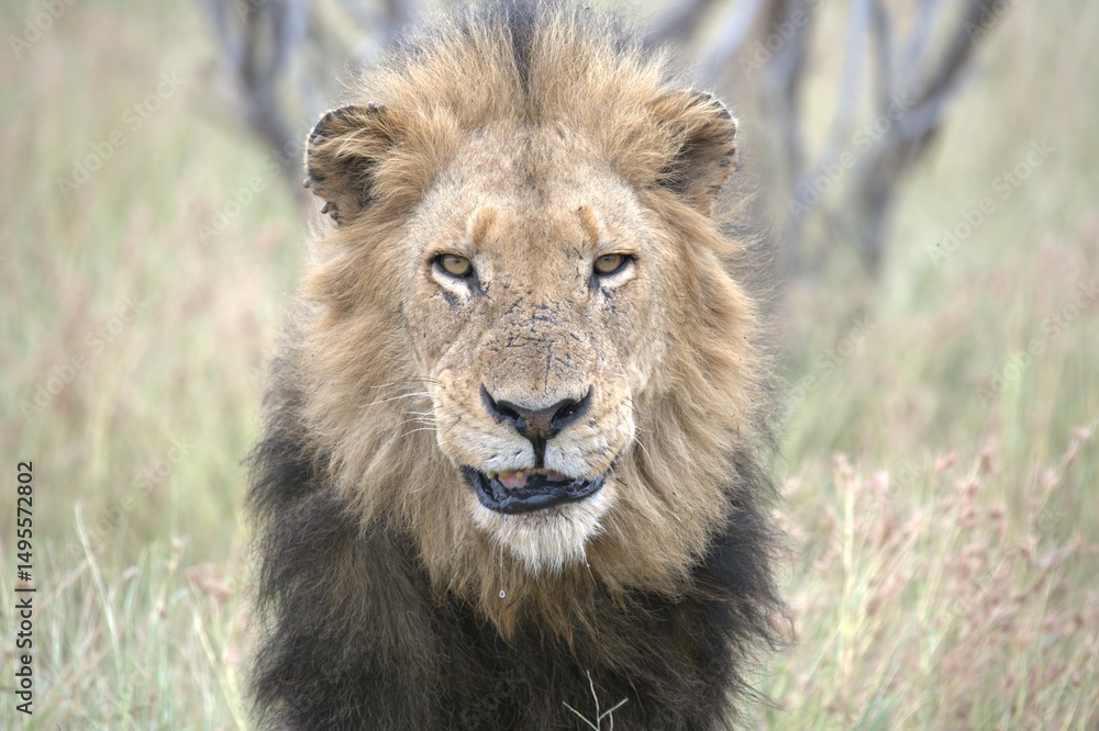 Fototapeta premium lion in the grass, Animal of Africa