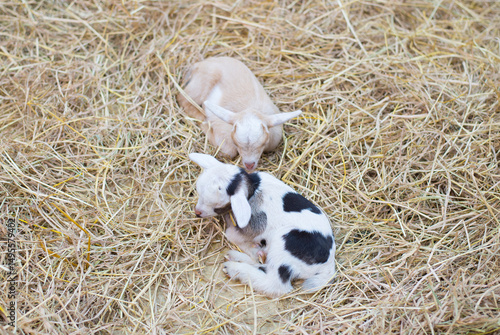 Pet baby goat with mother