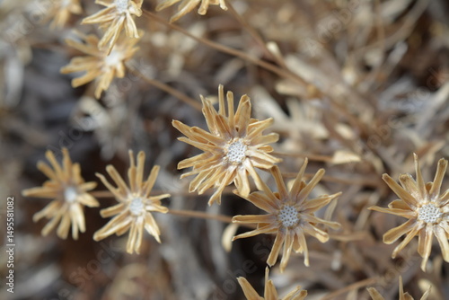 dry flowers on a winter day in the desert in the American Southwest