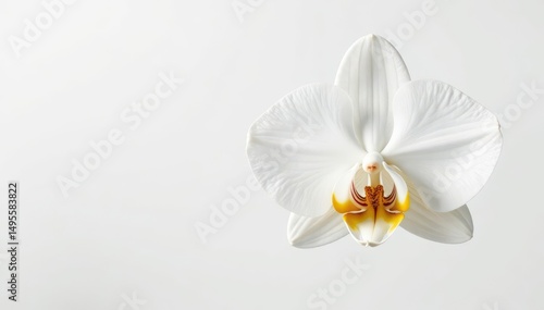 Delicate white orchid blossom against pure white background, design, plant photography