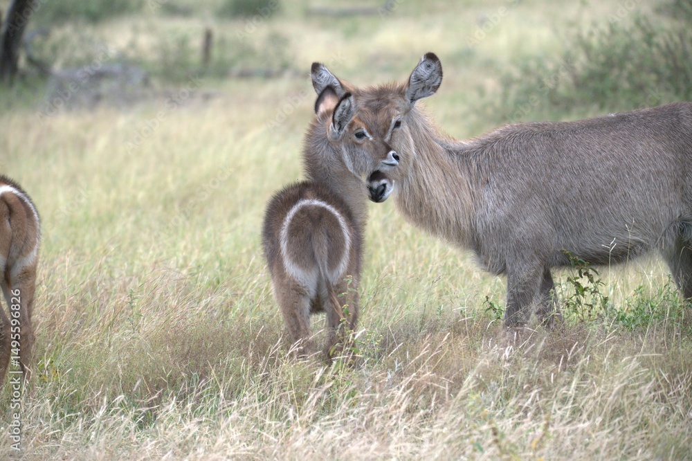 Naklejka premium African Wildlife Family of Waterbucks – Animal of Africa
