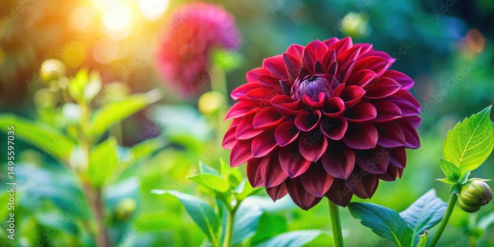 A Vibrant Deep Crimson Dahlia in a Sunlit Garden, Its Petals Unfurling in a Symphony of Color, Surrounded by Lush Greenery A Vibrant Deep Crimson Dahlia in a Sunlit Garden, Its Petals Unfurling in a Symphony of Color, Surrounded by Lush Greenery