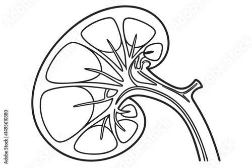 Minimalist one line drawing of human kidney organ