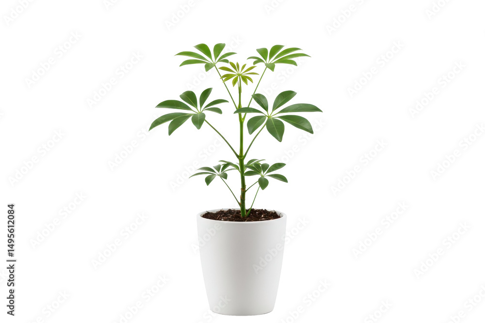 Fototapeta premium Green plant in a white pot, modern houseplant isolated on a transparent background