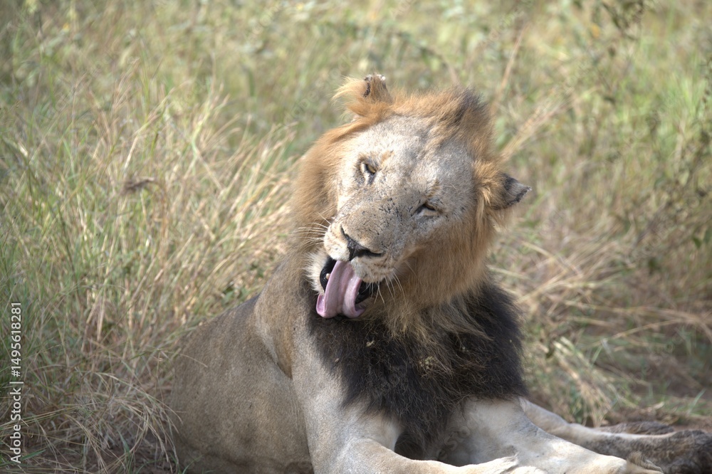 Fototapeta premium lion in the grass