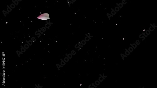Falling Cherry Blossom Petals on Black Background Animation