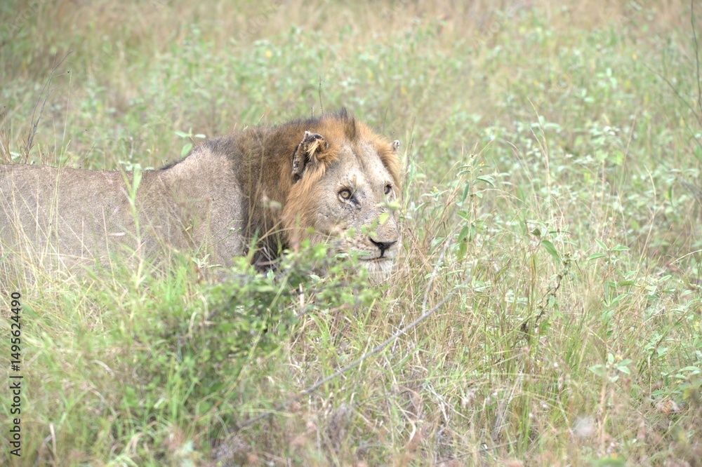 Fototapeta premium lion in the grass