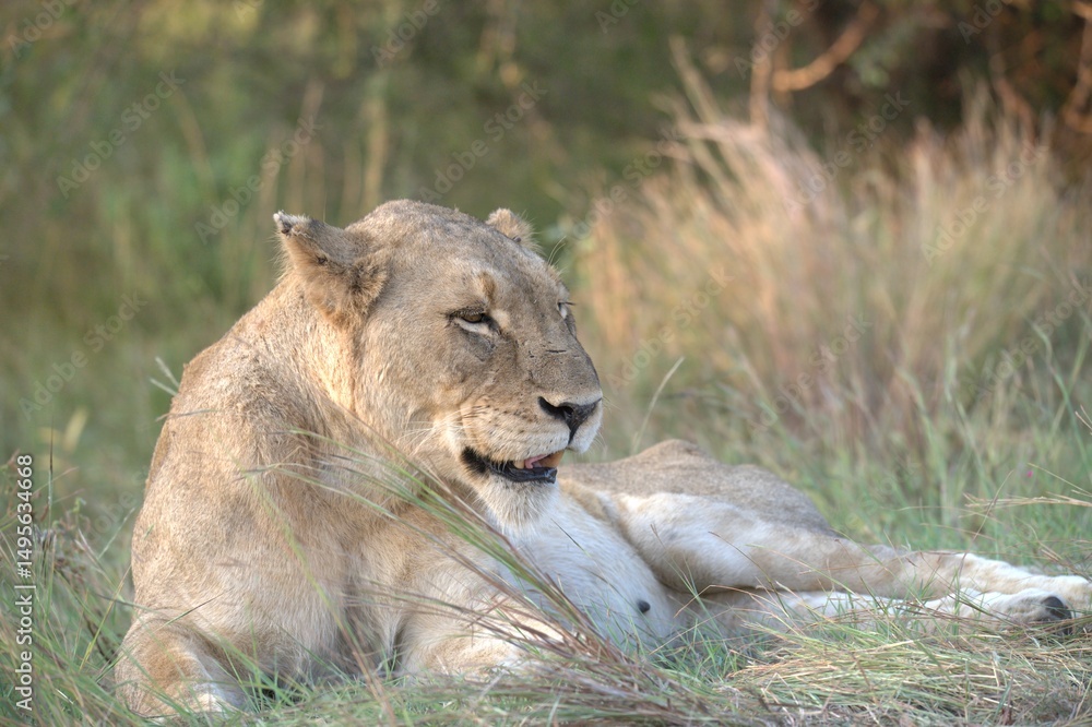 Fototapeta premium lion in the grass