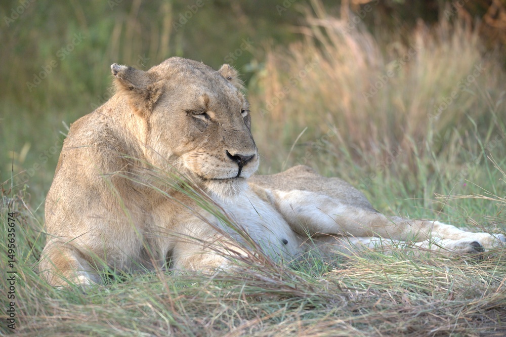 Fototapeta premium lion in the grass