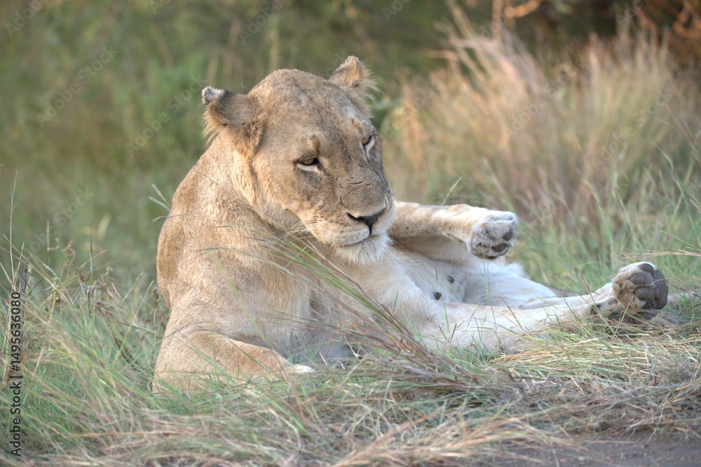 lion in the grass lion in the grass