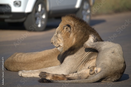 Lion on the road , Animal of africa