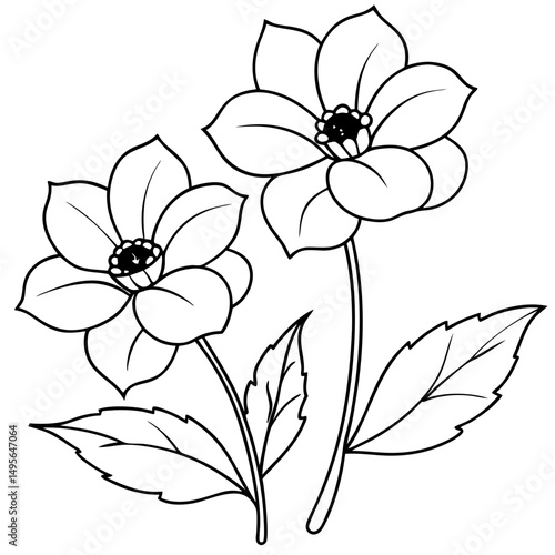 Floral anemone sketch with leaves in line art