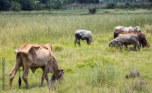 Cows are grazing in the green meadow on a hot day.