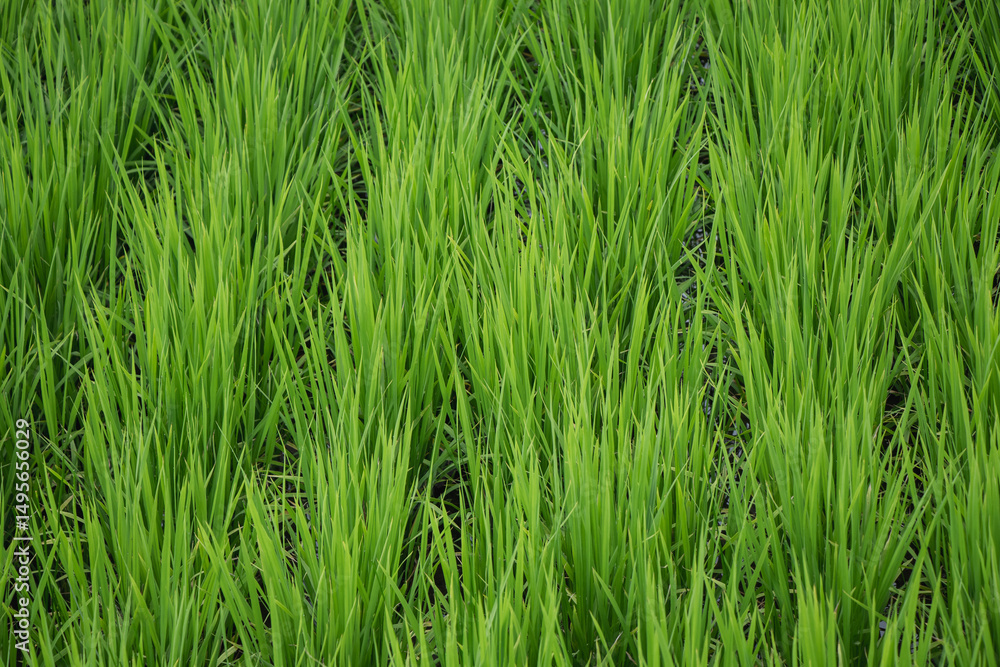 Close up seedlings of rice in rice fields with wet drops on the fresh green background, Rice seedlings and dew. Close up seedlings of rice in rice fields with wet drops on the fresh green background, Rice seedlings and dew.