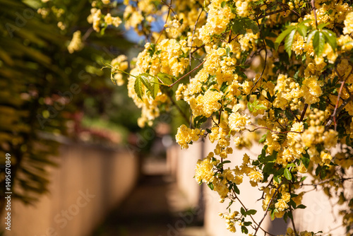 Fleurs jaunes en cascade sur un muret dans une petite ruelle du sud ensoleillée