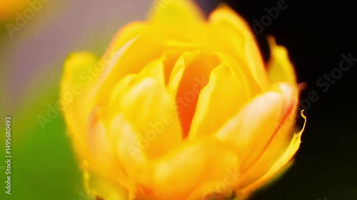 Wallpaper Mural Yellow Tulip Blooming Against A Black Background With Vibrant Floral Colors And Close-up Beauty Torontodigital.ca